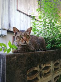 Portrait of a cat