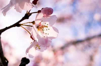 Close-up of cherry blossom