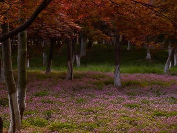 Trees and plants in park