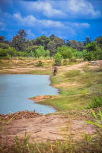 View of a horse in the water