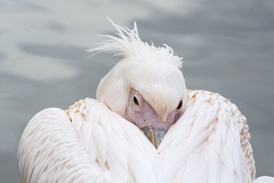 Close-up of white pélican