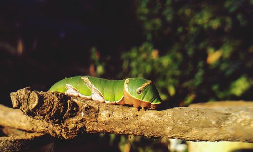 Close-up of lizard on tree