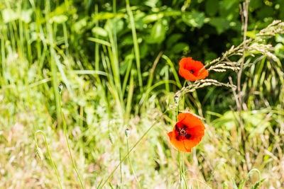 Close-up of red poppy on field