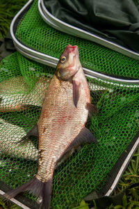 Close-up of fish for sale