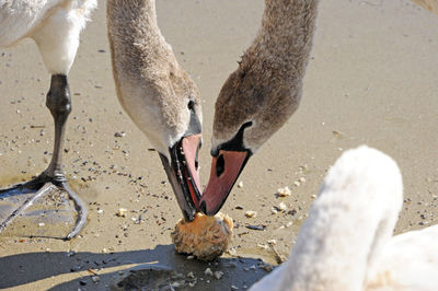 High angle view of birds on beach