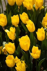 Close-up of yellow tulips blooming outdoors