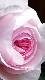 Close-up of pink rose