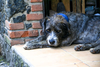 Portrait of dog lying down