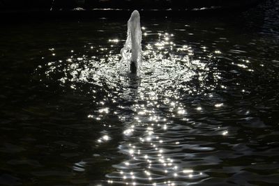 High angle view of duck swimming in lake