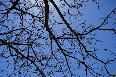 Low angle view of bare tree against clear blue sky