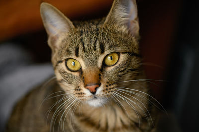 Close-up portrait of a cat