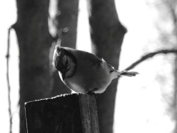 Close-up of bird perching on wood