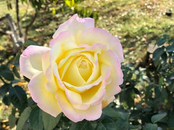 Close-up of rose flower