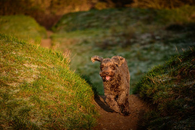 Dog running in a field