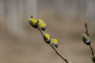 Close-up of flowering plant