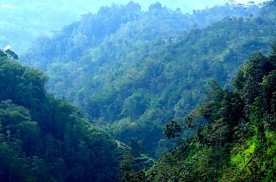 High angle view of trees in forest