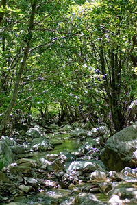 Plants and trees in forest