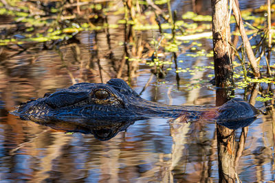 View of turtle swimming in lake