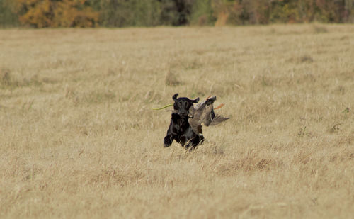 View of a horse on field