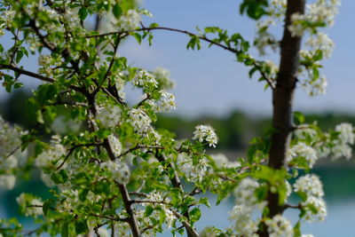Low angle view of cherry blossom
