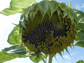 Close-up of sunflower on plant