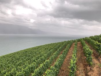 Scenic view of agricultural field against sky