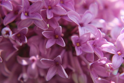 Full frame shot of purple flower blooming in park