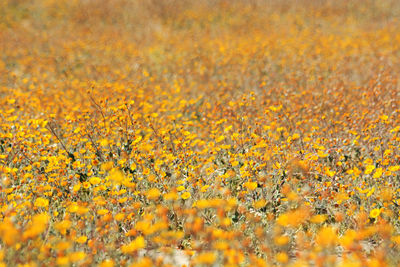 Close-up of fresh yellow flowers blooming in field