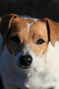 Close-up portrait of dog