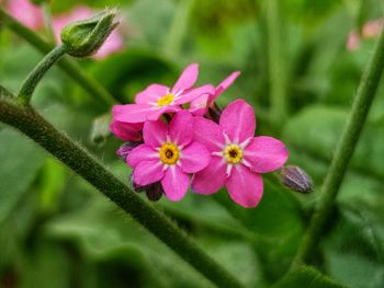 Close-up of pink flowering plant