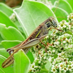 Close-up of insect on plant