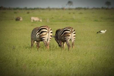 Animal grazing on grassy field