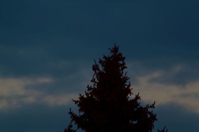 Low angle view of tree against sky at sunset