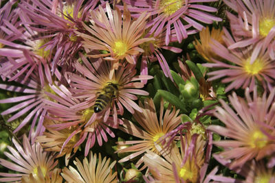 Close-up of purple flowering plants