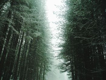 Low angle view of bamboo trees in forest