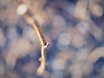 Close-up of branch