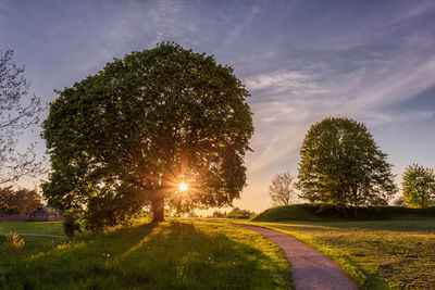 Sunlight streaming through trees on field against sky