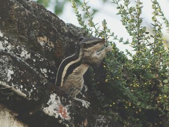 Close-up of squirrel on tree by plants