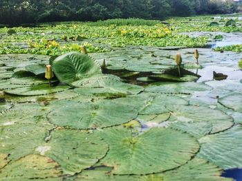 Close-up of lily pads in lake