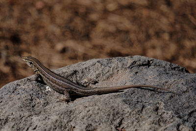 Close-up of lizard on rock