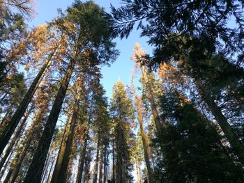 Low angle view of pine trees against sky