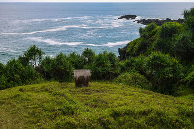 High angle view of trees on beach