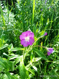 Close-up of purple flowers blooming outdoors