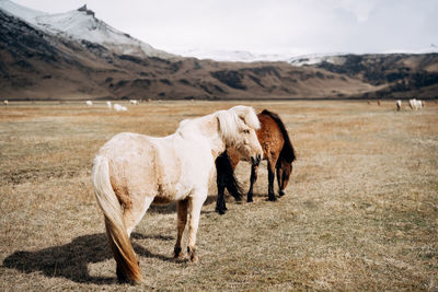 Horses in a field