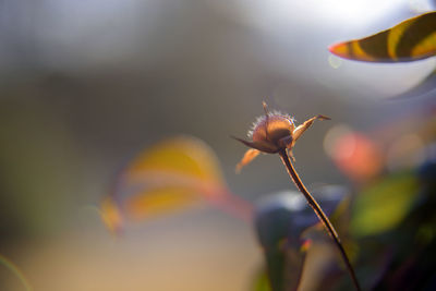 Close-up of flowering plant