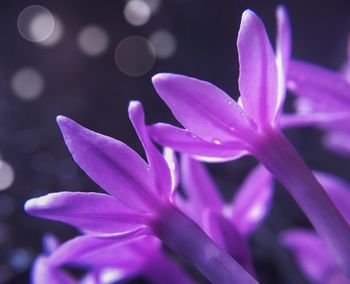 Close-up of pink flowers