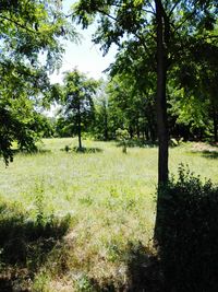 Scenic view of green landscape