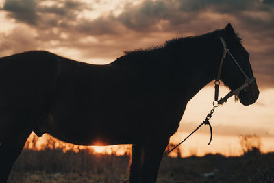 Horse in field during sunset