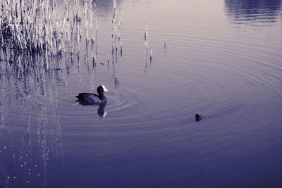 High angle view of swans swimming in lake