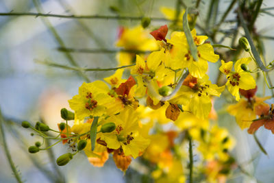 Close-up of insect on yellow flower